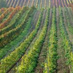 Η ΕΕ κατηγορείται για εξαγωγές απαγορευμένου χημικού στους αμπελώνες της Νότιας Αφρικής