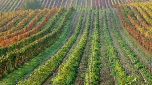 Η ΕΕ κατηγορείται για εξαγωγές απαγορευμένου χημικού στους αμπελώνες της Νότιας Αφρικής