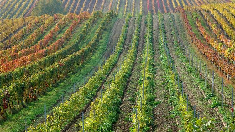 Η ΕΕ κατηγορείται για εξαγωγές απαγορευμένου χημικού στους αμπελώνες της Νότιας Αφρικής