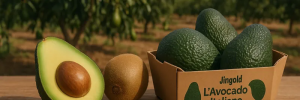 Η Jingold επεκτείνει τις δραστηριότητες της για πρώτη φορά στα αβοκάντο - Fresher
