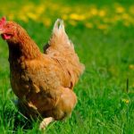 Νέο κρούσμα γρίπης των πτηνών στην Ολλανδία