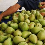 Δεν αντιστάθμισαν τις μεγάλες απώλειες παραγωγής οι υψηλές τιμές στο επιτραπέζιο αχλάδι