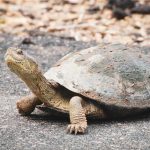 Interpol: Σε νέα επίπεδα ρεκόρ το λαθρεμπόριο ζώντων ζώων το 2025