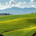 Βουλγαρία: Άλμα 55% στις εκτάσεις χειμερινής ελαιοκράμβης για το 2026