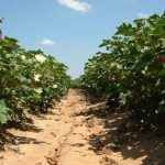 Κλείδωσε 31,7 ευρώ το πριμ για τη δέσμευση άνθρακα στο βαμβάκι, αναλυτικά δεσμεύσεις, όλη η προδημοσίευση