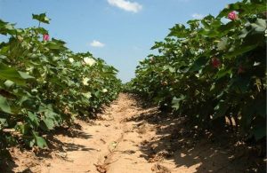 Κλείδωσε 31,7 ευρώ το πριμ για τη δέσμευση άνθρακα στο βαμβάκι, αναλυτικά δεσμεύσεις, όλη η προδημοσίευση