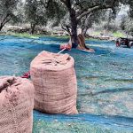 Παράταση για το ψηφιακό δελτίο αποστολής για τους ελαιοπαραγωγούς