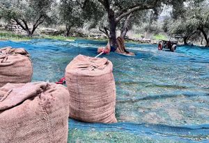 Παράταση για το ψηφιακό δελτίο αποστολής για τους ελαιοπαραγωγούς