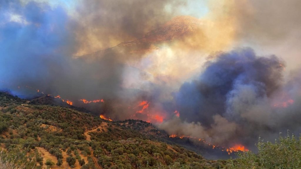 Μειωμένη η παραγωγή ελαιολάδου στη Χίο
