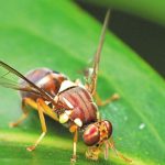 Μεσσηνία: Ξεπερασμένο το θεσμικό πλαίσιο για τη δακοκτονία, λένε οι γεωπόνοι