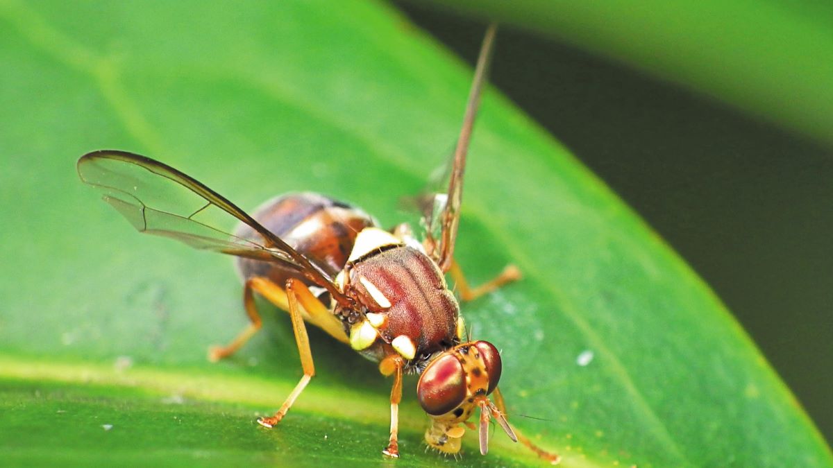Μεσσηνία: Ξεπερασμένο το θεσμικό πλαίσιο για τη δακοκτονία, λένε οι γεωπόνοι