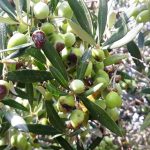 Ελαίας Καρπός