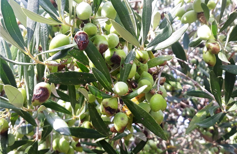 Ελαίας Καρπός