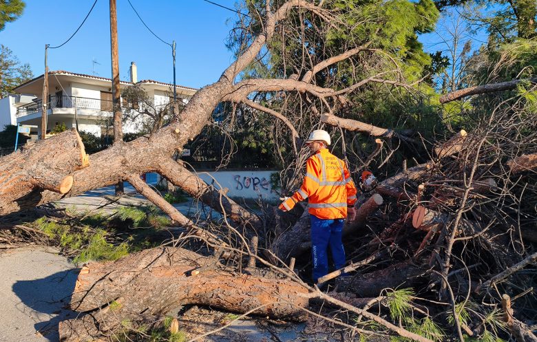Θεσσαλονίκη: Έπεσαν δεκάδες δέντρα και πινακίδες από τους ισχυρούς ανέμους μέχρι και 8 μποφόρ