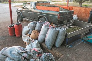 Για την 1η Μαΐου του 2026 μετατίθεται η εφαρμογή του Ψηφιακού Δελτίου Αποστολής για τη διακίνηση ελαιοκάρπου