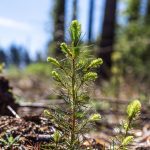 Προσωρινή συμφωνία για την ενίσχυση ποιότητας του δασικού αναπαραγωγικού υλικού της ΕΕ