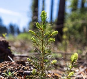 Προσωρινή συμφωνία για την ενίσχυση ποιότητας του δασικού αναπαραγωγικού υλικού της ΕΕ