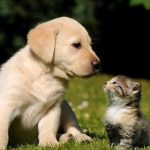 ΓΕΩΤΕΕ: Σχετικά με την πρόσφατη αγωγή του Ελληνικού Δημοσίου κατά του Πανελλήνιου Κτηνιατρικού Συλλόγου