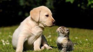 ΓΕΩΤΕΕ: Σχετικά με την πρόσφατη αγωγή του Ελληνικού Δημοσίου κατά του Πανελλήνιου Κτηνιατρικού Συλλόγου