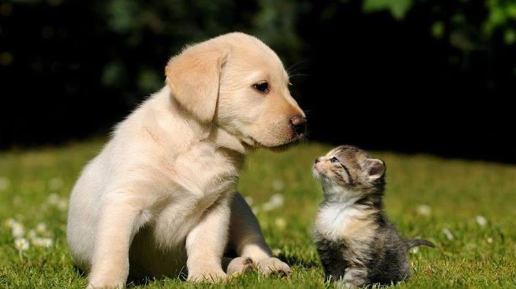 ΓΕΩΤΕΕ: Σχετικά με την πρόσφατη αγωγή του Ελληνικού Δημοσίου κατά του Πανελλήνιου Κτηνιατρικού Συλλόγου