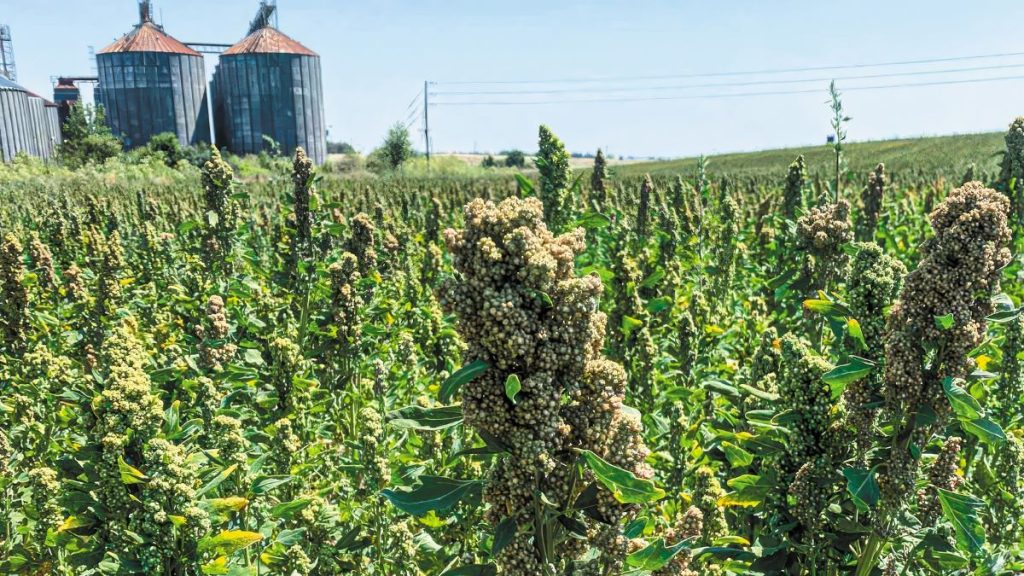 Θράκη: Πλεονέκτημα για την κινόα η συμπερίληψη στην Παρέμβαση «Μείωση αποτυπώματος άνθρακα»