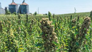 Θράκη: Πλεονέκτημα για την κινόα η συμπερίληψη στην Παρέμβαση «Μείωση αποτυπώματος άνθρακα»