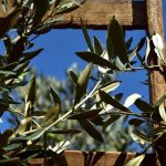 Αυτοψίες ΕΛΓΑ στις χαλαζόπληκτες περιοχές της Μονεμβασίας