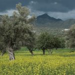 Ναι στο “Ελαιοκομικό Μητρώο, αλλά χωρίς παράλογες απαιτήσεις και πρόστιμα!