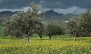 Ναι στο “Ελαιοκομικό Μητρώο, αλλά χωρίς παράλογες απαιτήσεις και πρόστιμα!
