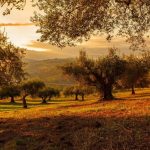 Πορτογαλία: Πτώση 20% στην παραγωγή ελιάς