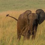 Φρίκη στην Σρι Λάνκα: Τρεις άνδρες συνελήφθησαν επειδή έκαψαν ζωντανό έναν ελέφαντα