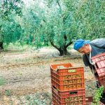 mantas-pros-aade-to-psifiako-deltio-apostolis-blokarei-tin-elaiosygkomidi-312732