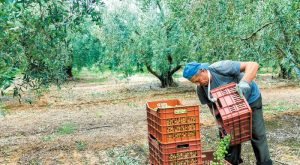 mantas-pros-aade-to-psifiako-deltio-apostolis-blokarei-tin-elaiosygkomidi-312732