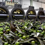 Ελαίας Καρπός