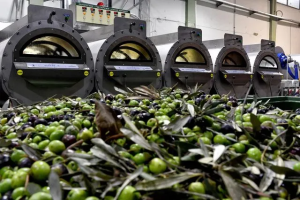 Ελαίας Καρπός