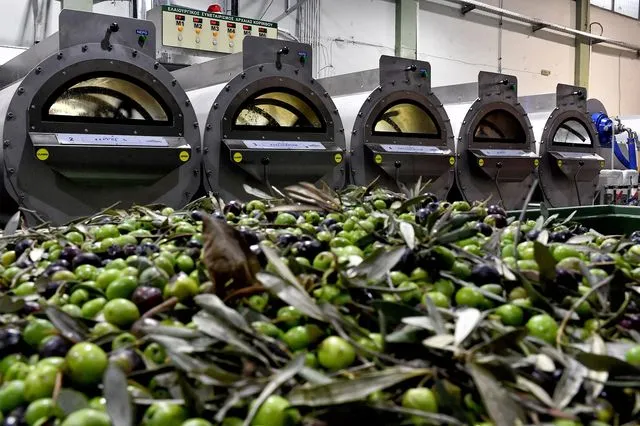 Ελαίας Καρπός