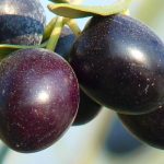 Η Ισπανία αυξάνει την πίεση στις ΗΠΑ για τους δασμούς στην ισπανική μαύρη ελιά