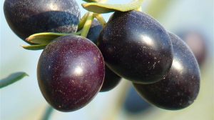 Η Ισπανία αυξάνει την πίεση στις ΗΠΑ για τους δασμούς στην ισπανική μαύρη ελιά