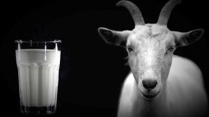 Η αγορά βράζει από νοθεία  και ο ΕΛΓΟ–ΔΗΜΗΤΡΑ απουσιάζει από τον ρόλο του φύλακα