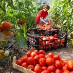 Η Fepex χαρακτηρίζει παράδειγμα αθέμιτου ανταγωνισμού τη συμφωνία εμπορίου ΕΕ-Μαρόκου