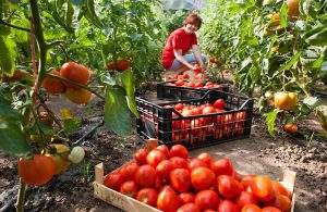 Η Fepex χαρακτηρίζει παράδειγμα αθέμιτου ανταγωνισμού τη συμφωνία εμπορίου ΕΕ-Μαρόκου