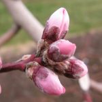 Άγνωστο πότε θα πληρωθεί το προανθικό στάδιο για τα παγωμένα κεράσια - Fresher