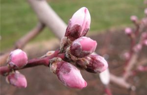 Άγνωστο πότε θα πληρωθεί το προανθικό στάδιο για τα παγωμένα κεράσια - Fresher