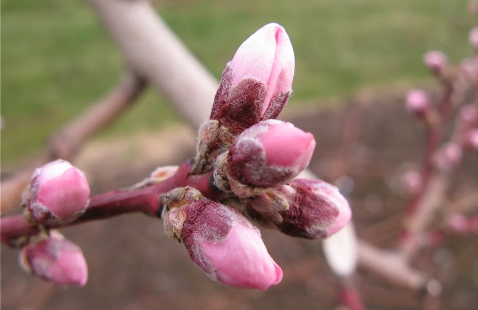 Άγνωστο πότε θα πληρωθεί το προανθικό στάδιο για τα παγωμένα κεράσια - Fresher
