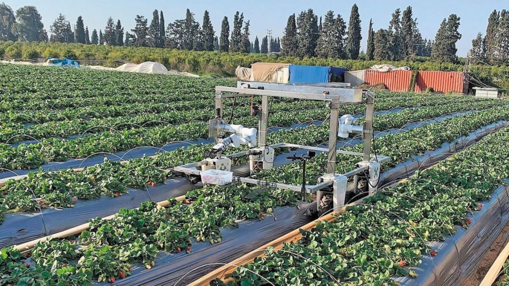 Η ρομποτική συγκομιδή φράουλας πλησιάζει στην εμπορική πραγματικότητα