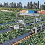 Η ρομποτική συγκομιδή φράουλας πλησιάζει στην εμπορική πραγματικότητα
