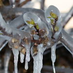Μια 4ετία μετά βγήκε η απόφαση για τα de minimis Πέλλας στο προανθικό στάδιο - Fresher