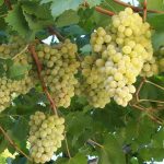 Υποβολή των δηλώσεων συγκομιδής για την αμπελοοινική περίοδο 2025-2026