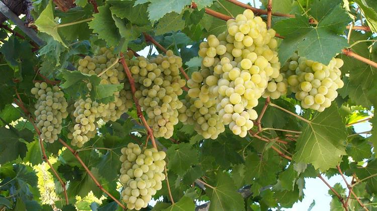 Υποβολή των δηλώσεων συγκομιδής για την αμπελοοινική περίοδο 2025-2026