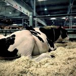 Αγροτικές Ειδήσεις: Η ευρωπαϊκή γαλακτοπαραγωγή μέσα από την Fiera internazionale del Bovino da latte